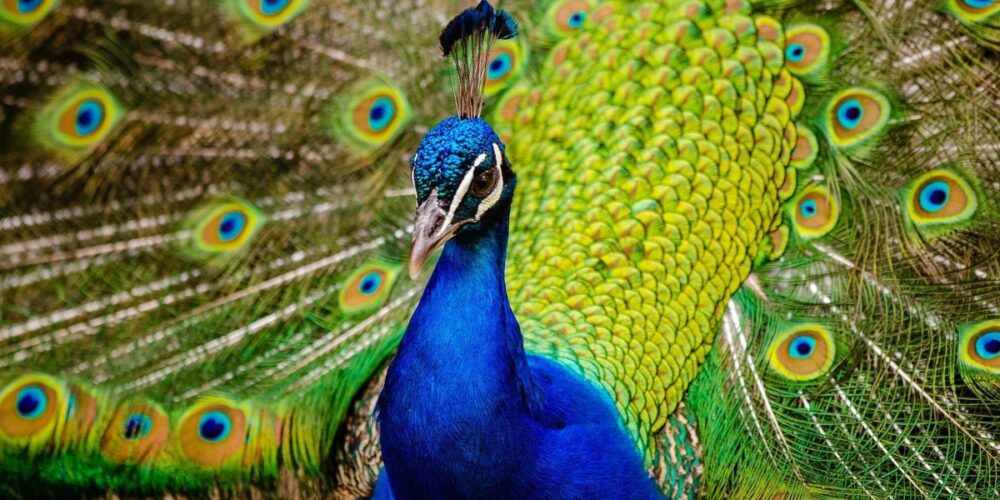 10 Jenis Burung Terindah di Dunia