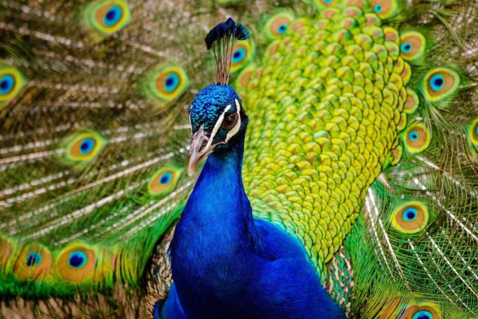 10 Jenis Burung Terindah di Dunia