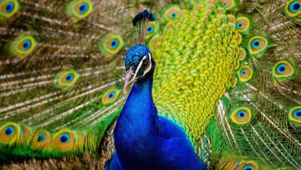 10 Jenis Burung Terindah di Dunia