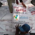 Pupuk Urea Langka, Para Petani Warga Sumbersari Bantul Merasakan Dampaknya