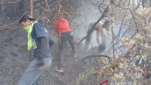 Petugas Antisipasi Meluasnya Kebakaran Alun-Alun Suryakencana Gunung Gede