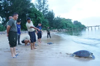 Pangdam II/Swj Didampingi Danrem 043/Gatam Lepas Kembali 7 Ekor Penyu Kehabitatnya