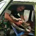 Aksi Heroik Babinsa Koramil 410-01/Panjang, Amankan Ular Sanca Didalam Mobil Angkot