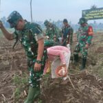 Dukung Ketahanan Pangan, Anggota Koramil 410-06/Kedaton Manfaatkan Lahan Kosong Bertani Jagung