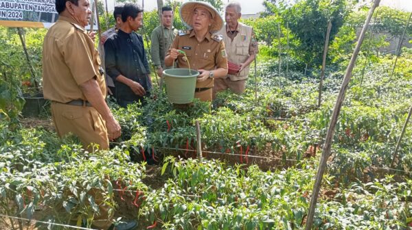 Penjabat Bupati Tanggamus Panen Cabai Merah 'GERTAK MATA BABE'