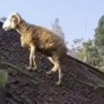 Domba di Cianjur Kabur ke Atap Rumah Saat Hendak Dikurbankan
