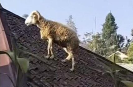 Domba di Cianjur Kabur ke Atap Rumah Saat Hendak Dikurbankan