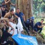 Gubernur Arinal Djunaidi Tebar Benih Ikan di Dam Raman Metro