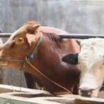 Sapi Kurban Seruduk 2 Bocah, Salah Satunya Dilarikan ke RS