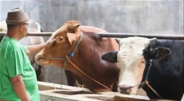 Sapi Kurban Seruduk 2 Bocah, Salah Satunya Dilarikan ke RS