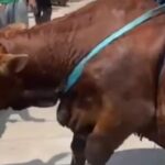 Serba-serbi Hewan Kurban: Sapi Kurban Masuk Got, Damkar Bantu Evakuasi