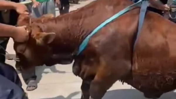 Serba-serbi Hewan Kurban: Sapi Kurban Masuk Got, Damkar Bantu Evakuasi