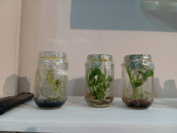 Penelitian Tanaman dan Inovasi Produk Anggrek dari LPPM Unila