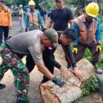 Bersinergi, Babinsa dan Bhabinkamtibmas Bantu BPBD Bandar Lampung Evakuasi Pohon Tumbang