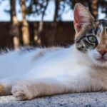 Polisi Tangkap Pria yang Tembaki Kucing