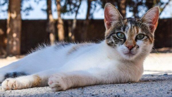 Polisi Tangkap Pria yang Tembaki Kucing