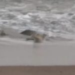 Polsek Limau Imbau Warga Waspada Paska Penampakan Buaya di Pantai Pekon Penyandingan Kelumbayan