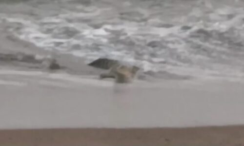 Polsek Limau Imbau Warga Waspada Paska Penampakan Buaya di Pantai Pekon Penyandingan Kelumbayan