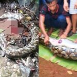 Nahas, Seorang Nenek Tewas Ditelan Ular Piton