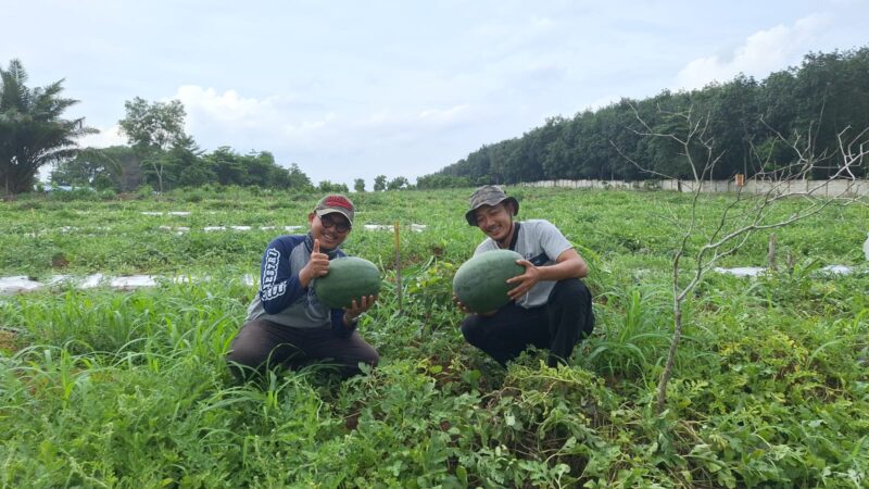Wisata Petik Buah Diperpanjang