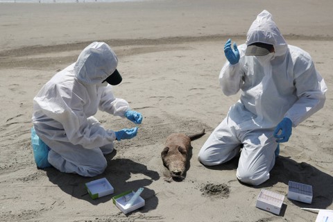 Petugas National Forest and Wild Fauna Service (SERFOR) memeriksa berang-berang yang mati, di tengah meningkatnya kasus infeksi flu burung, di pantai Chepeconde, di Lima, Peru. Foto: REUTERS