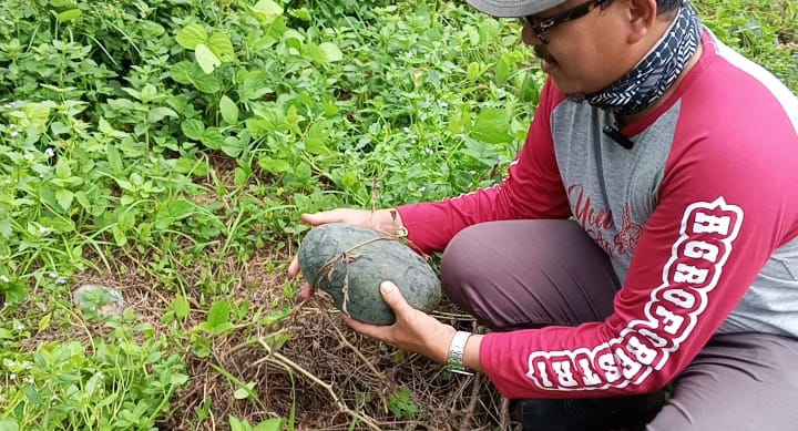Wisata Petik Buah Semangka di Lahan Agroforestri ITERA Jadi Sarana Pembelajaran dan Kewirausahaan