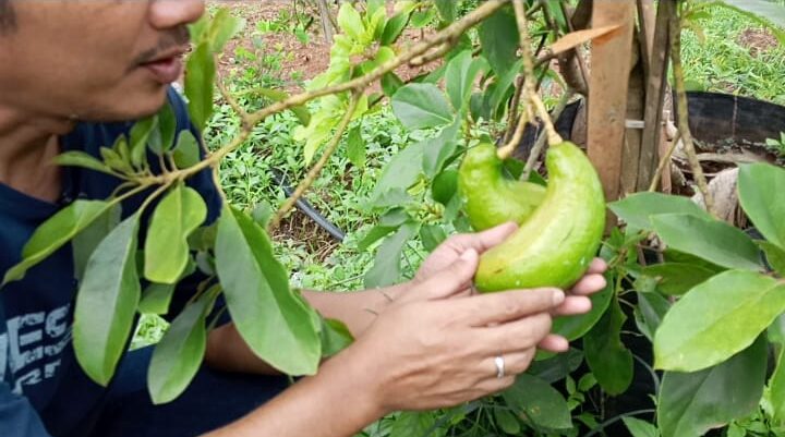 Wisata Petik Buah Semangka di Lahan Agroforestri ITERA Jadi Sarana Pembelajaran dan Kewirausahaan