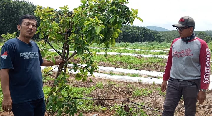 Wisata Petik Buah Semangka di Lahan Agroforestri ITERA Jadi Sarana Pembelajaran dan Kewirausahaan