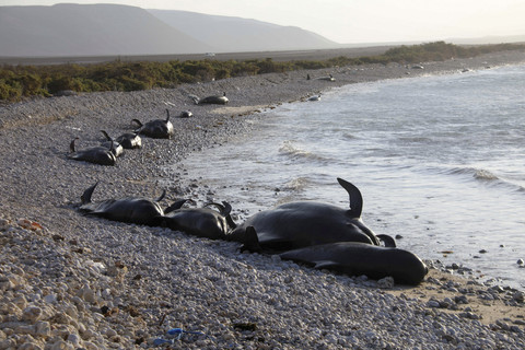 Sejumlah lumba-lumba mati terdampar di luar Pantai Bosaso, Somalia, Jumat (24/1/2025). Foto: Feisal Omar/Reuters