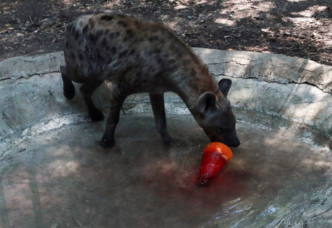 Ilustrasi hyena. Foto: REUTERS