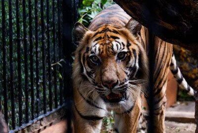Ilustrasi harimau di dalam kandang. Foto: snapstoria/Shutterstock