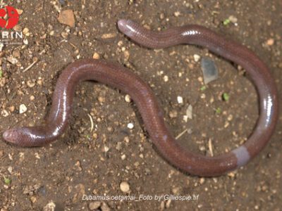 Kadal buta dari Buton yang diberi nama Dibamus oetamai. Foto: BRIN/Gilliespie