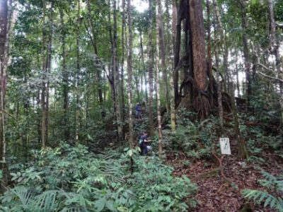 Kegiatan ekspedisi keanekaragaman hayati pada Juni 2024 yang difasilitasi oleh Balai Taman Nasional Bukit Baka Bukit Raya (TNBBBR) berhasil menemukan dua spesies baru tumbuhan Begonia. Foto: Kemenhut via ANTARA