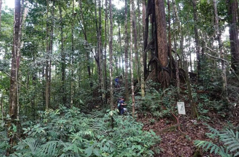 Kegiatan ekspedisi keanekaragaman hayati pada Juni 2024 yang difasilitasi oleh Balai Taman Nasional Bukit Baka Bukit Raya (TNBBBR) berhasil menemukan dua spesies baru tumbuhan Begonia. Foto: Kemenhut via ANTARA