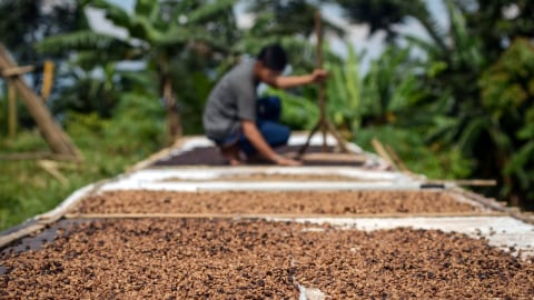 Ekspor kopi meningkat. Foto: Antara