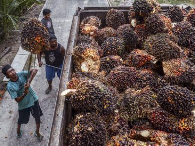 Pengiriman CPO ke Truk Angkut. Foto: AFP