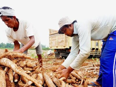 Permintaan Tapioka Dunia Anjlok, Tren Harga Singkong Nasional Akan Terus Turun, Petani Diminta Bersiap