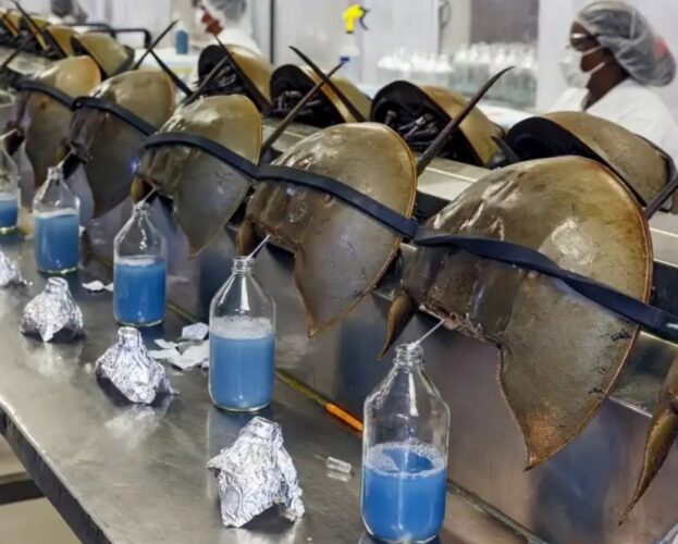 Kepiting Tapal Kuda: Fosil Hidup Berdarah Biru yang Menyelamatkan Manusia