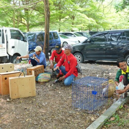Unila Gelar Kontes Nasional Ayam Pelung dan Ayam Ketawa pada Dies Natalis ke-60