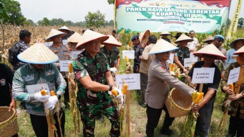 Perkuat Ketahanan Pangan Nasional, Danrem 043/Gatam Hadiri Panen Raya Serentak Kuartal III Polda Lampung