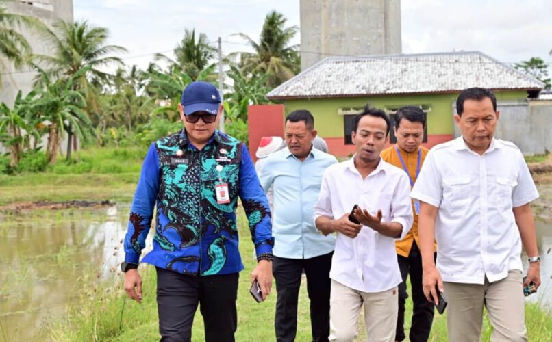 Padi Biosalin, Inovasi Cerdas Ubah Tambak Asin Jadi Sawah Produktif di Lampung Selatan