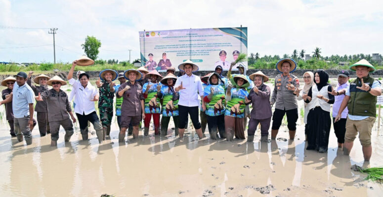 Pemkab Lamsel dan Kejati Lampung Kolaborasi Perkuat Ketahanan Pangan Lewat Padi Biosalin di Sragi