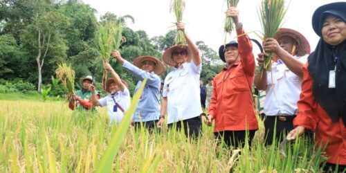 Panen Raya MT Perdana, Sekda Nukman Apresiasi Program Petani Mitra Adhyaksa