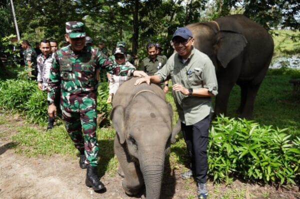 Gubernur Lampung Tegaskan Penyelesaian Konflik Gajah-Manusia di Way Kambas Lewat Batas Permanen