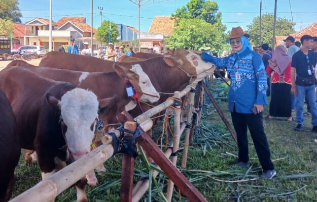 Pemprov Lampung Tegaskan Pasokan Daging Sapi Aman, Neraca 2025 Surplus