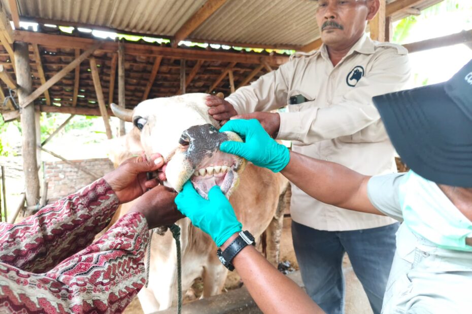 Pengendalian Penyakit Mulut dan Kuku Diperkuat, Pemerintah Provinsi Lampung Genjot Vaksinasi Jelang Iduladha 2026