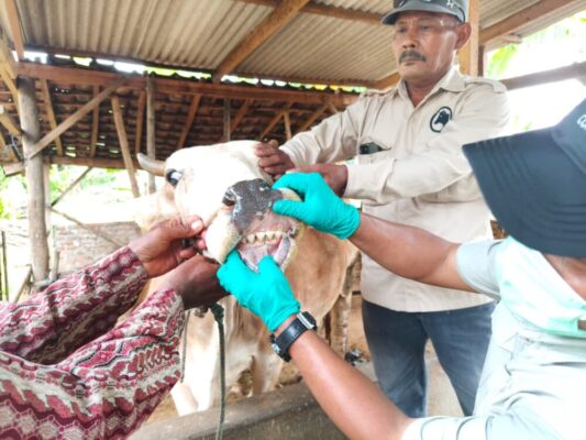 Pengendalian Penyakit Mulut dan Kuku Diperkuat, Pemerintah Provinsi Lampung Genjot Vaksinasi Jelang Iduladha 2026