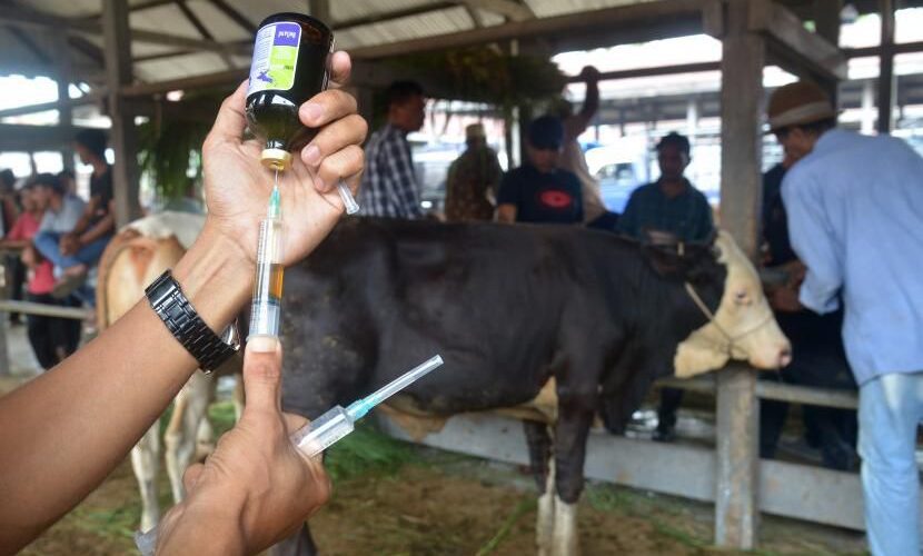 Cegah PMK Jelang Idul Adha, Dinas Pertanian Bandar Lampung Vaksinasi 210 Ekor Ternak