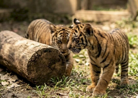 Gubernur Mirza Perkenalkan Dua Bayi Harimau Sumatera di Lampung, Simbol Harapan Baru Konservasi Satwa