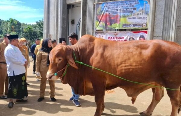 Sapi Kurban Presiden Prabowo 1 Ton Lebih Disalurkan ke Ponpes di Bandar Lampung, Eva Dwiana Sampaikan Pesan Khusus